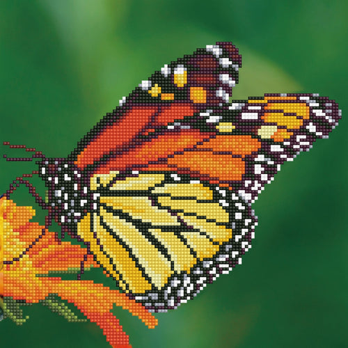 Monarch
