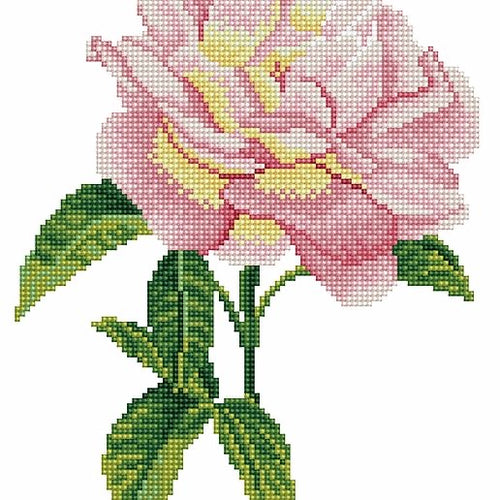 Pink Rose