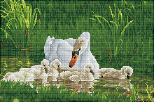 Mother Swan and Signets