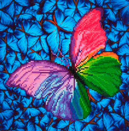 Flutter by Pink Butterfly