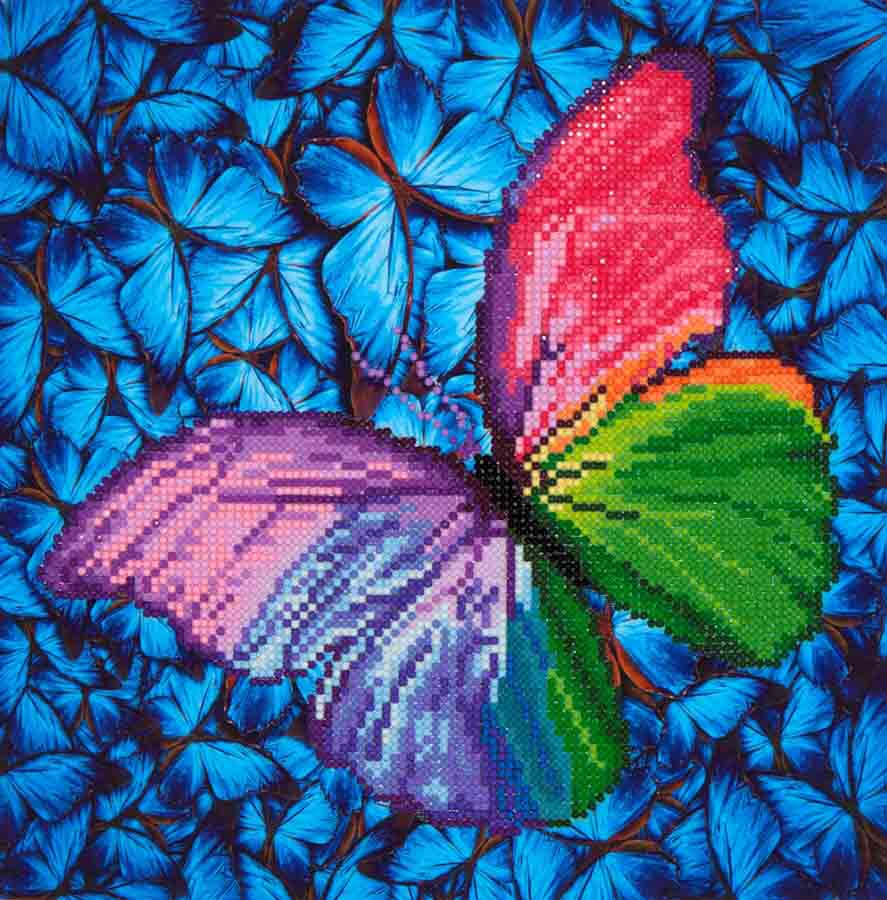 Flutter by Pink Butterfly