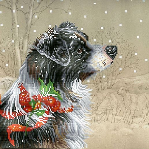Christmas Collie